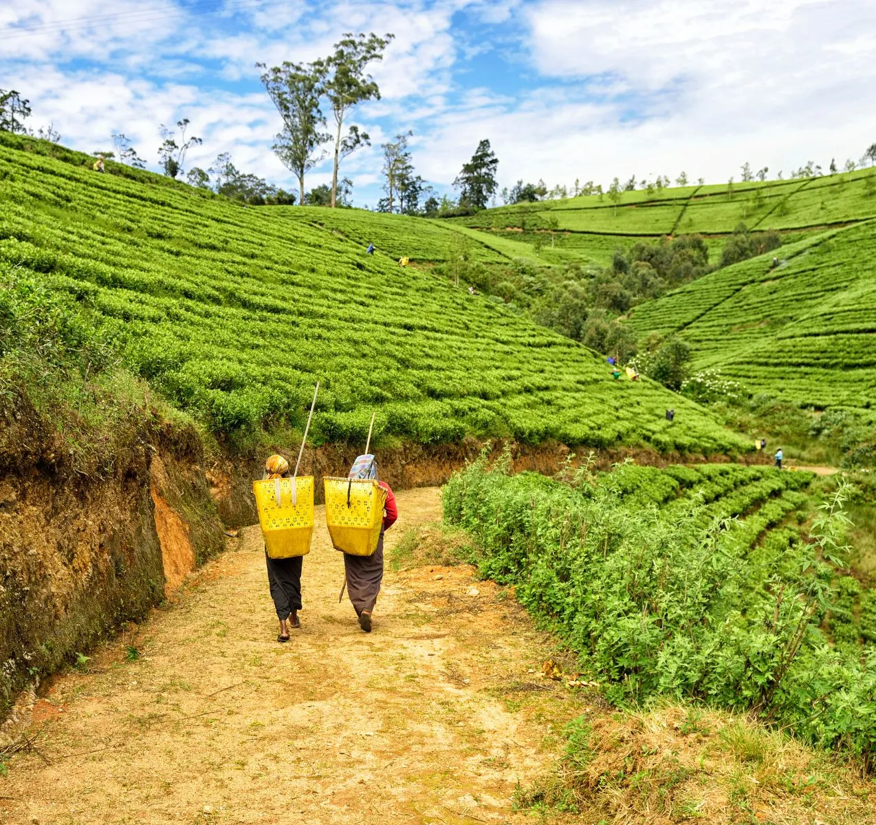 Enchanting Sri Lanka