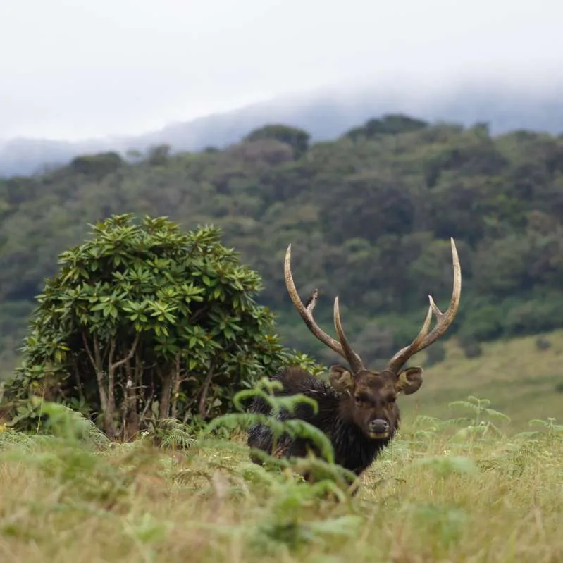 Horton Plains