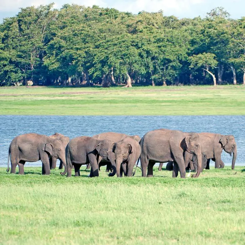 Minneriya National Park