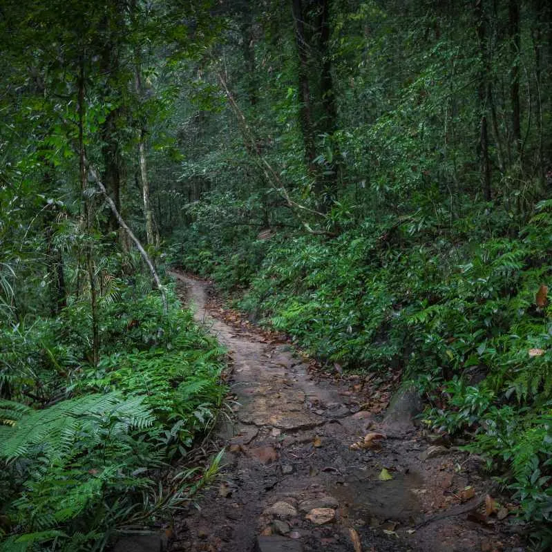 Sinharaja Forest Reserve