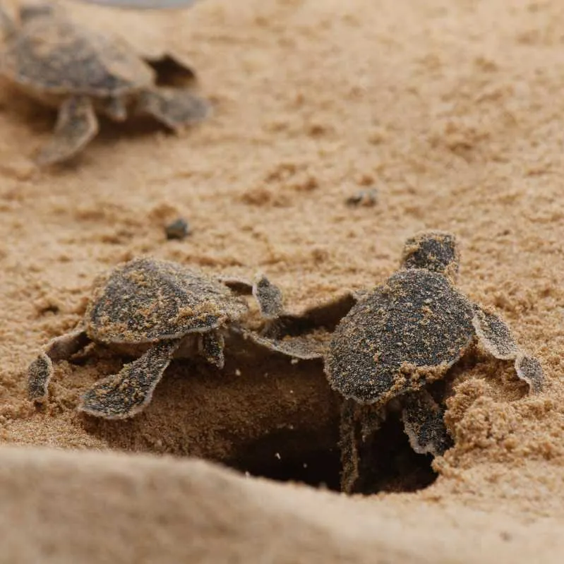 Turtle Hatchery