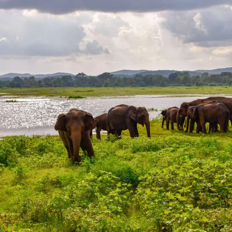 Udawalawe National Park