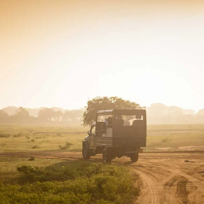 Wildlife Safari