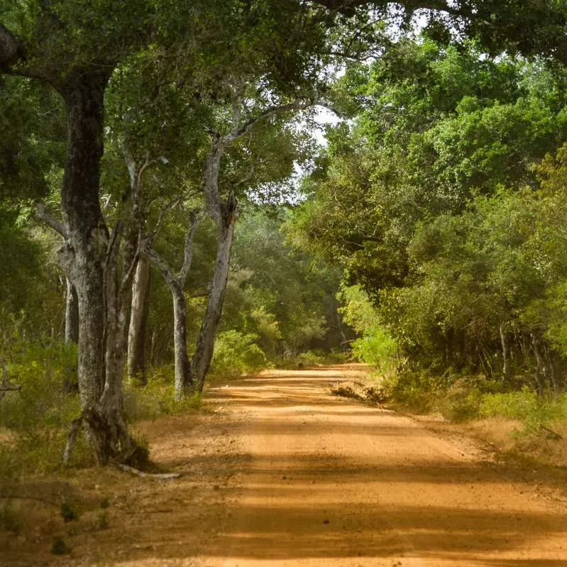 Wilpattu National Park