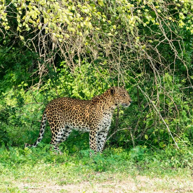 Yala National Park