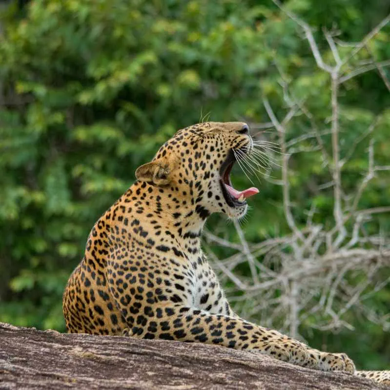 Yala National Park